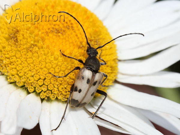 Pachytodes cerambyciformis