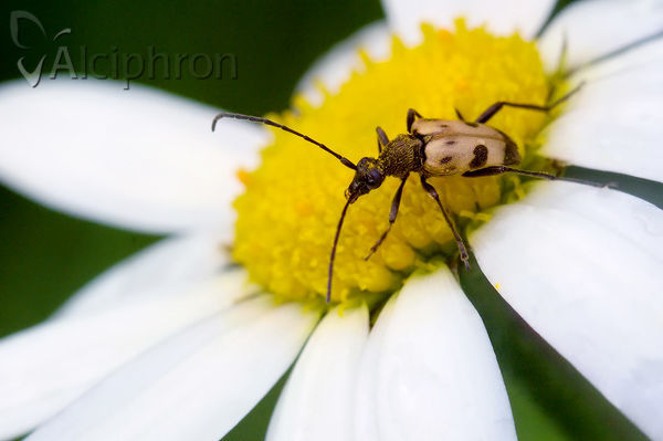 Pachytodes cerambyciformis
