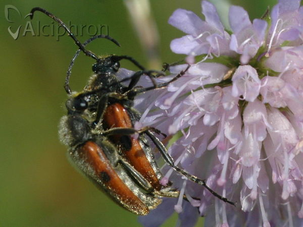 Vadonia unipunctata