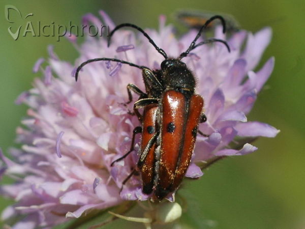 Vadonia unipunctata