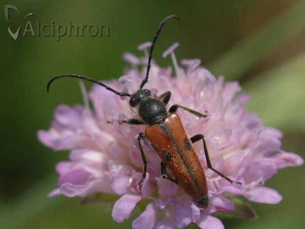 Vadonia unipunctata