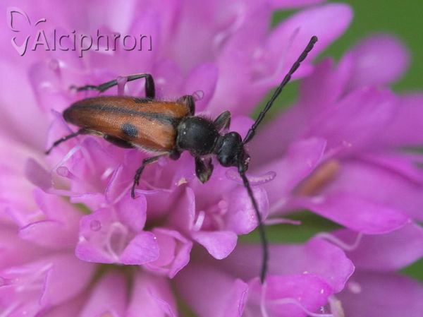 Vadonia unipunctata