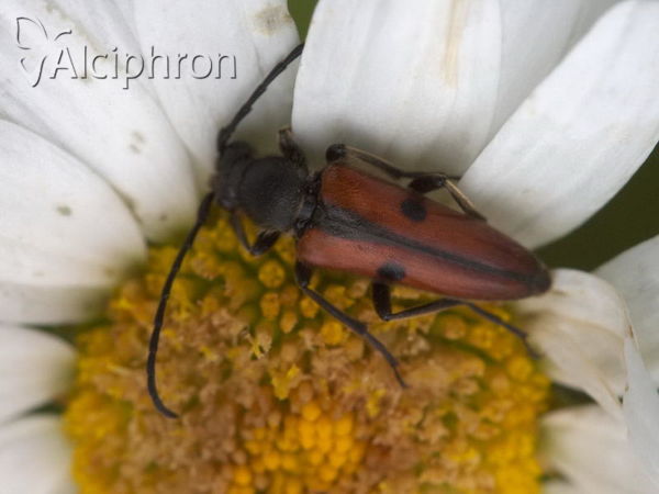 Vadonia unipunctata