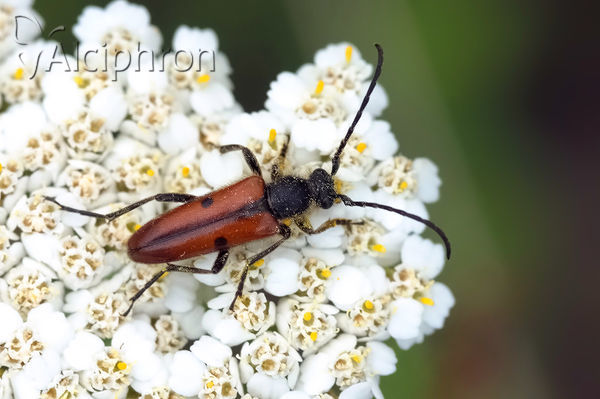 Vadonia unipunctata