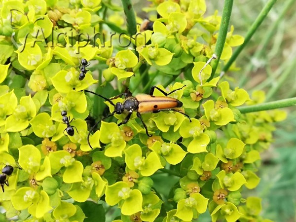 Vadonia dojranensis