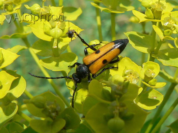 Vadonia moesiaca