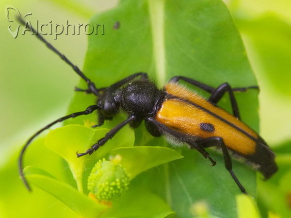 Vadonia moesiaca