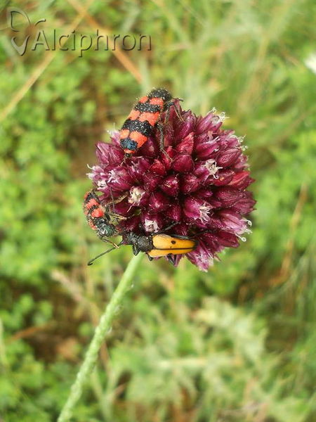 Vadonia moesiaca