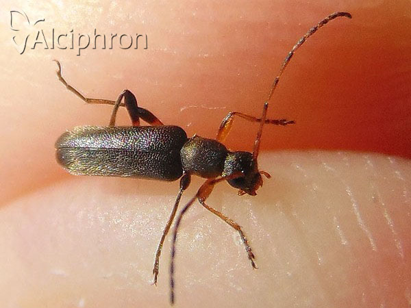 Anoplodera rufipes
