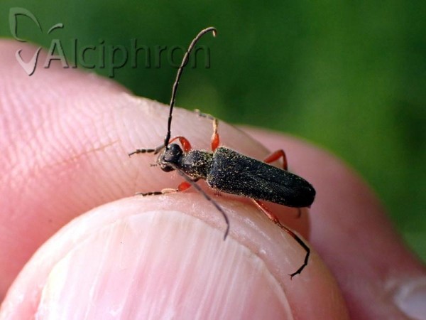 Anoplodera rufipes