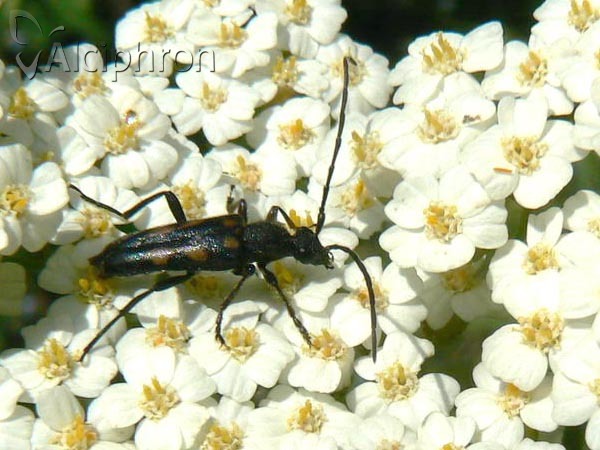 Anoplodera sexguttata