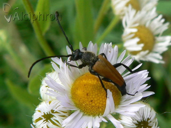 Stictoleptura fulva
