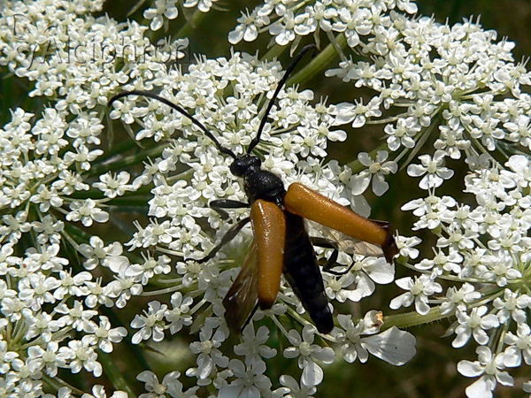 Stictoleptura fulva
