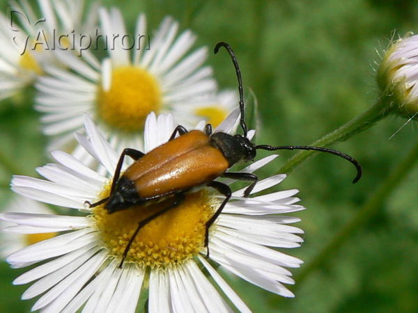 Stictoleptura fulva
