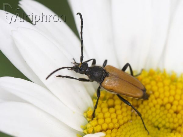 Stictoleptura fulva