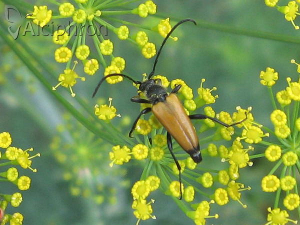 Stictoleptura fulva