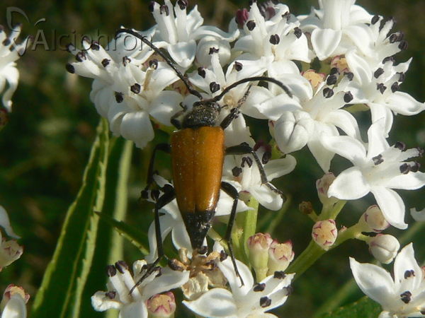 Stictoleptura fulva