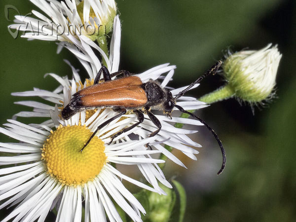 Stictoleptura fulva