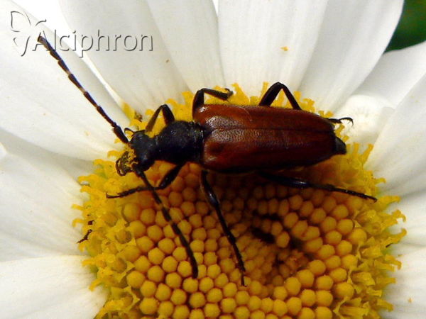 Stictoleptura maculicornis