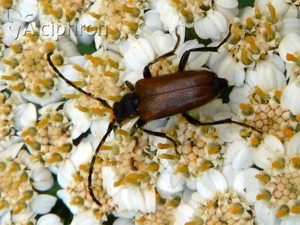 Stictoleptura maculicornis
