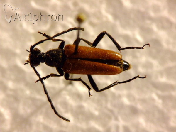 Stictoleptura pallens