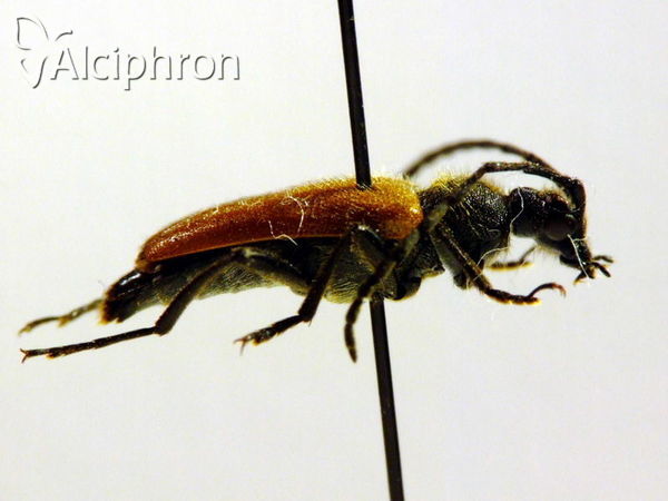 Stictoleptura pallens