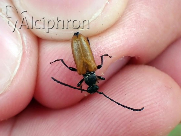Stictoleptura pallens