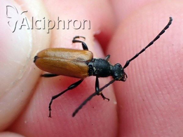 Stictoleptura pallens