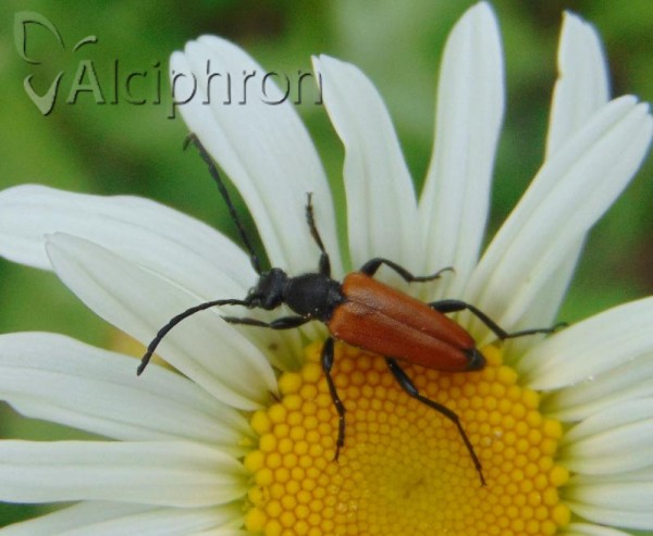 Stictoleptura pallens