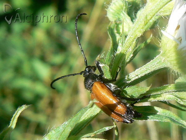 Stictoleptura tesserula