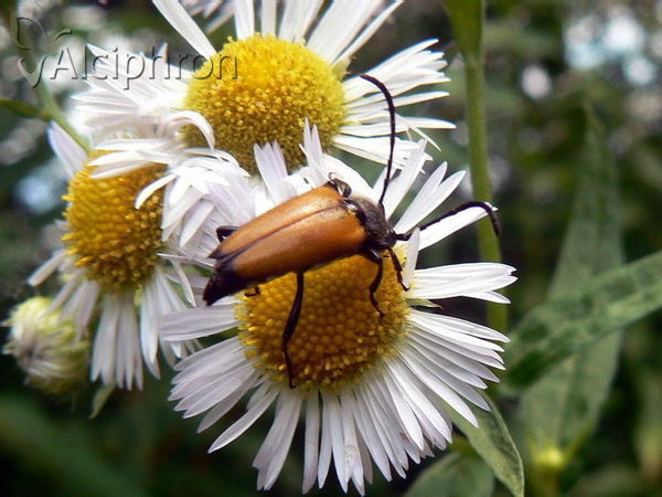 Stictoleptura tesserula