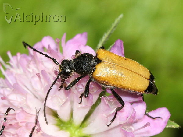 Stictoleptura tesserula