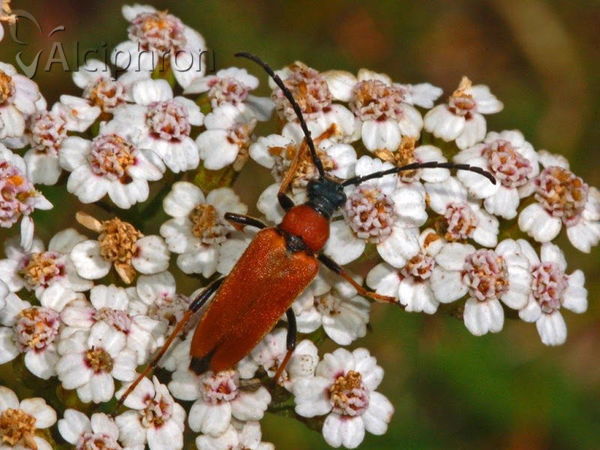 Stictoleptura rubra