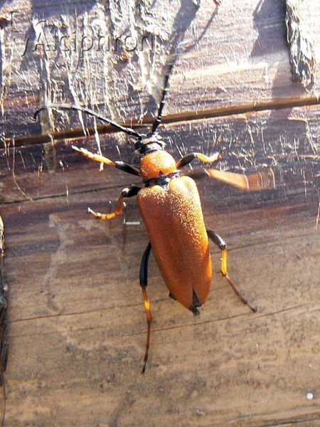 Stictoleptura rubra
