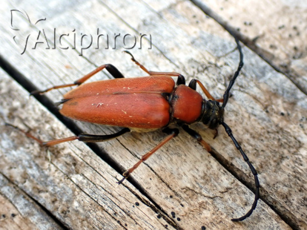 Stictoleptura rubra