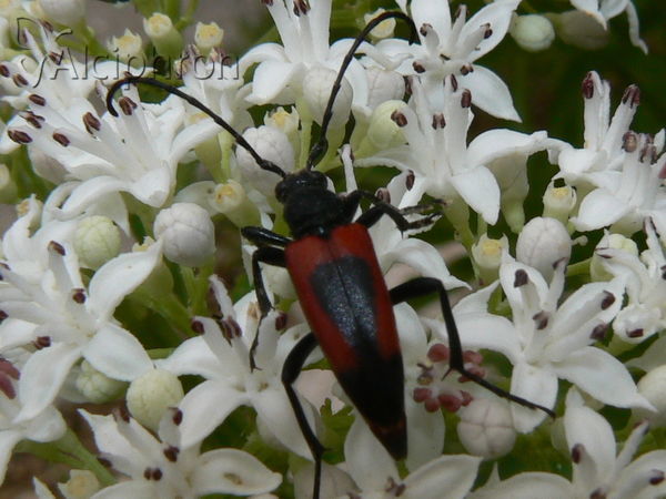 Stictoleptura cordigera