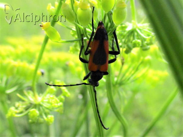 Stictoleptura cordigera