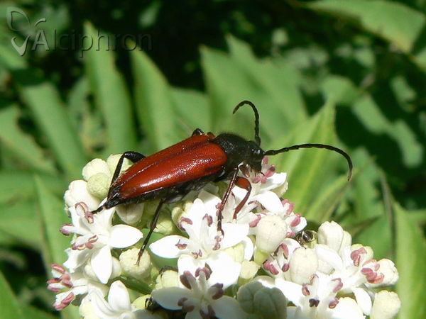 Stictoleptura erythroptera
