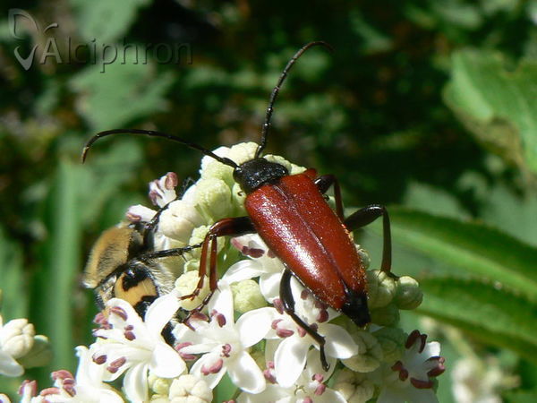 Stictoleptura erythroptera
