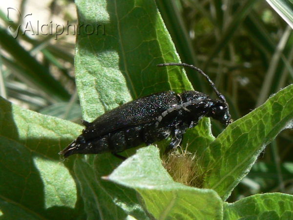 Stictoleptura scutellata