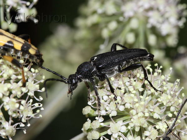 Stictoleptura scutellata