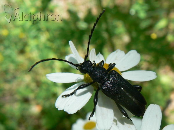 Stictoleptura scutellata