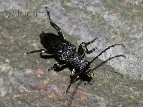 Stictoleptura scutellata