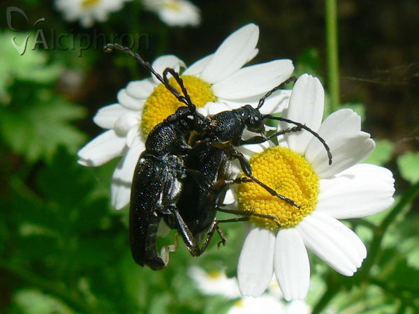 Stictoleptura scutellata
