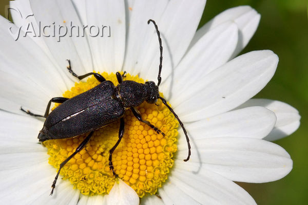 Stictoleptura scutellata