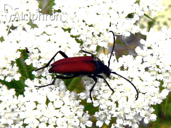 Anastrangalia sanguinolenta