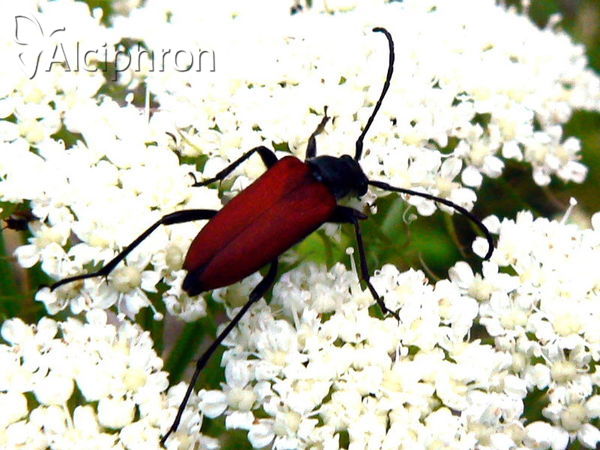 Anastrangalia sanguinolenta