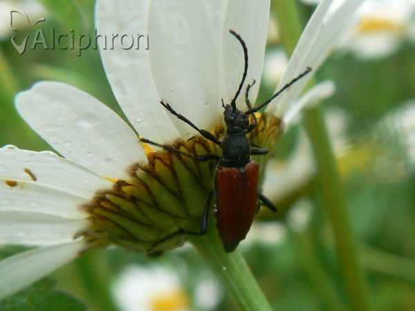 Anastrangalia sanguinolenta