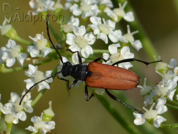 Anastrangalia sanguinolenta