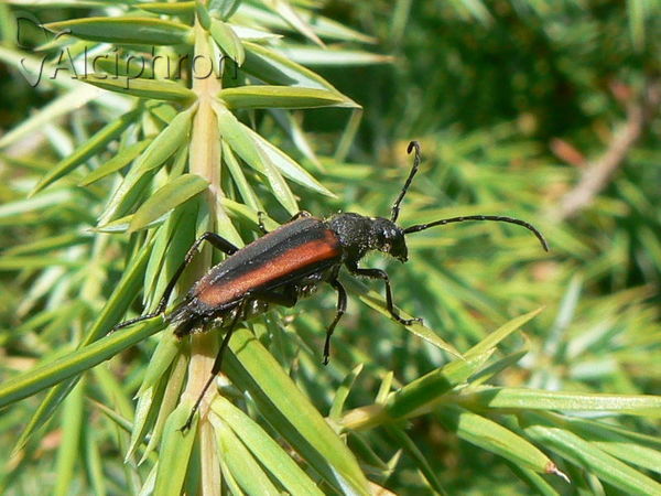 Anastrangalia dubia